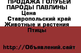 ПРОДАЖА ГОЛУБЕЙ ПАРОДЫ ПАВЛИНЫ › Цена ­ 1 000 - Ставропольский край Животные и растения » Птицы   